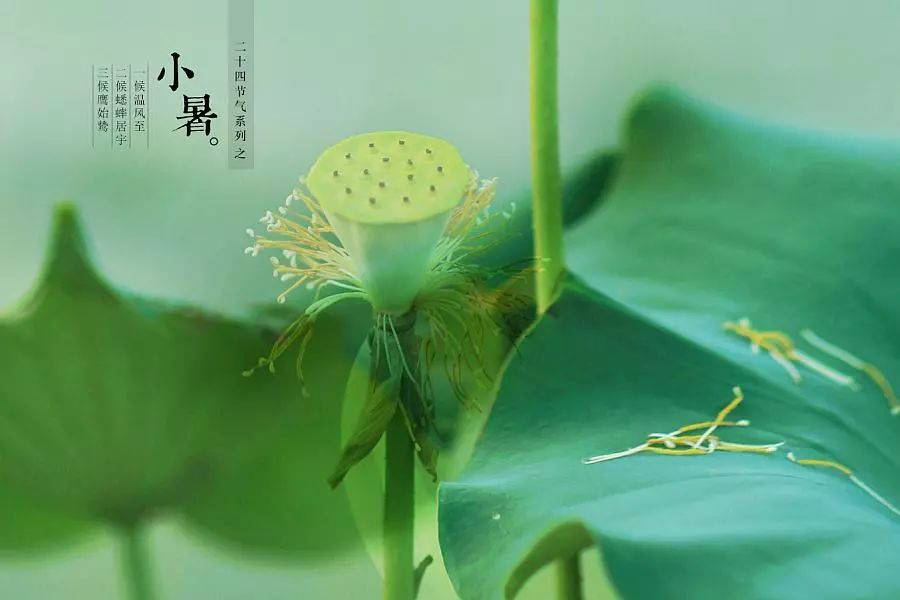 倏忽溫風至,，因循小暑來!